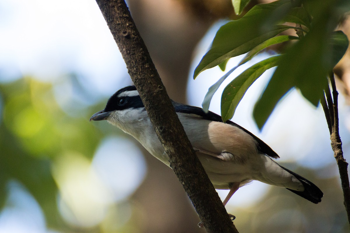 White-browed Shrike-Babbler (Himalayan) - ML616153298