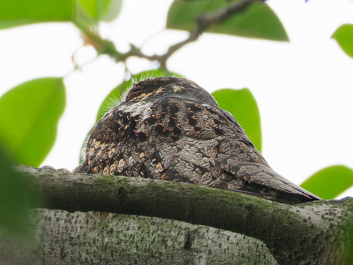 Gray Nightjar - ML616153306