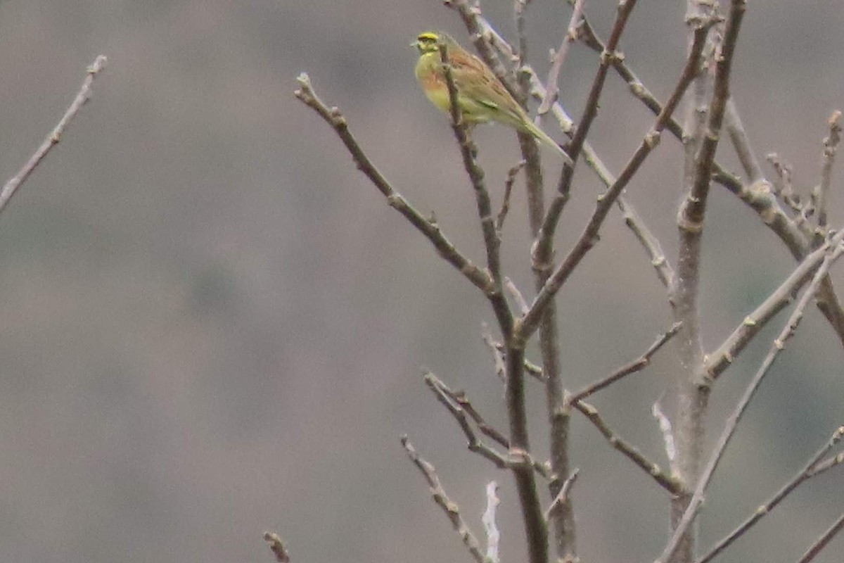 Cirl Bunting - ML616153312