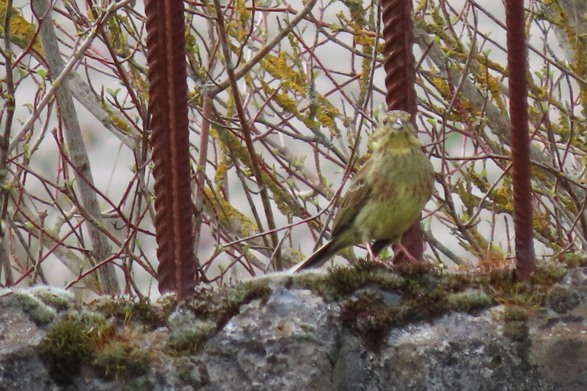 Cirl Bunting - ML616153313