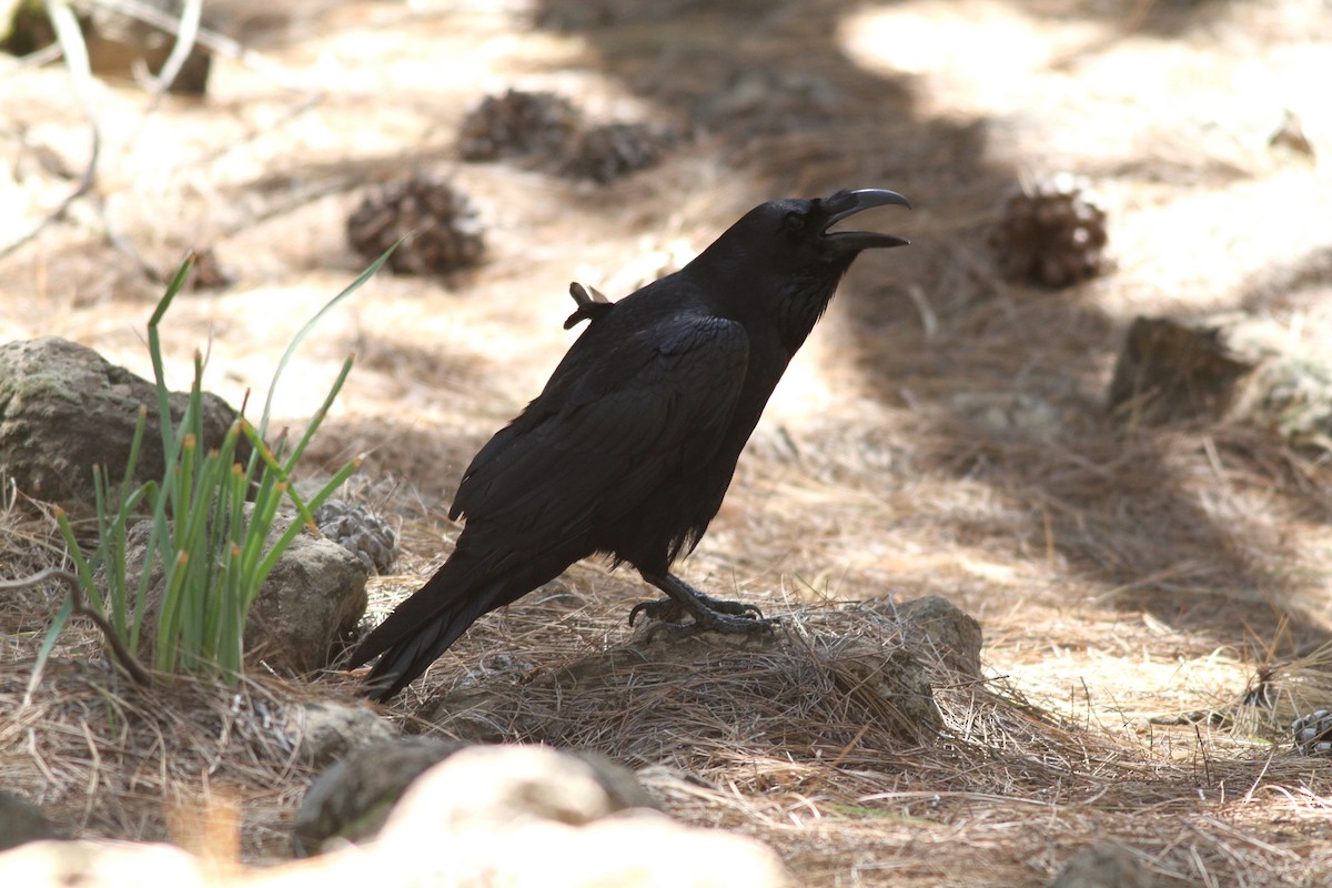 Common Raven - ML616153314