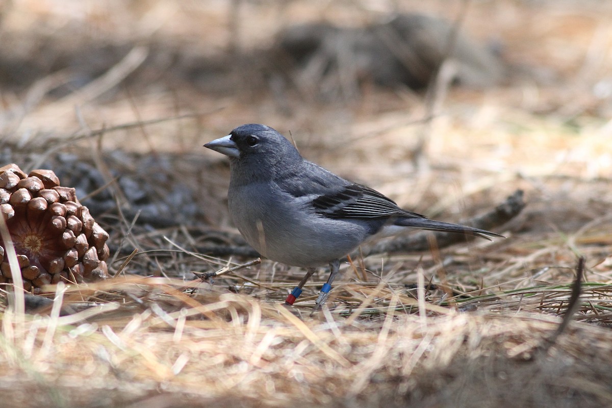 Gran Canaria Blue Chaffinch - ML616153321