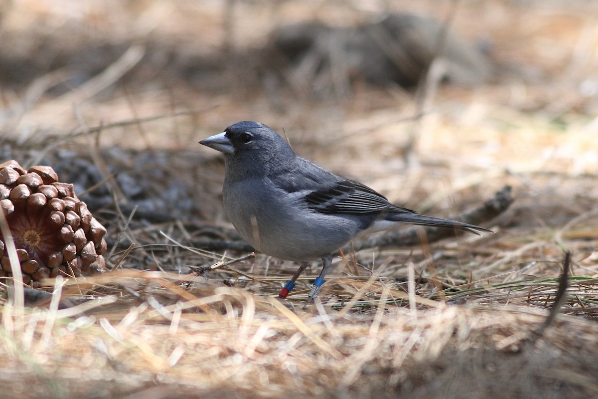 Gran Canaria Blue Chaffinch - Xabier Remirez