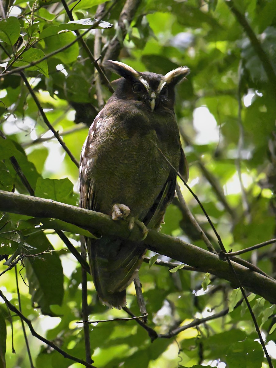 Crested Owl - ML616153326