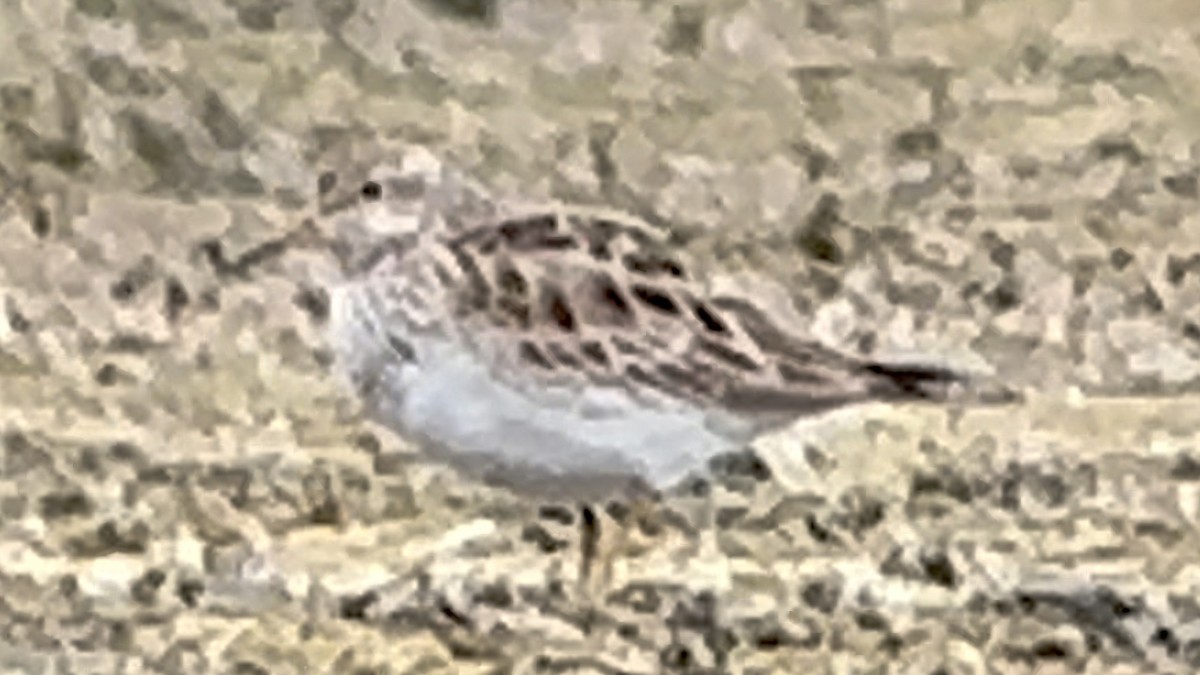 Pectoral Sandpiper - ML616153327