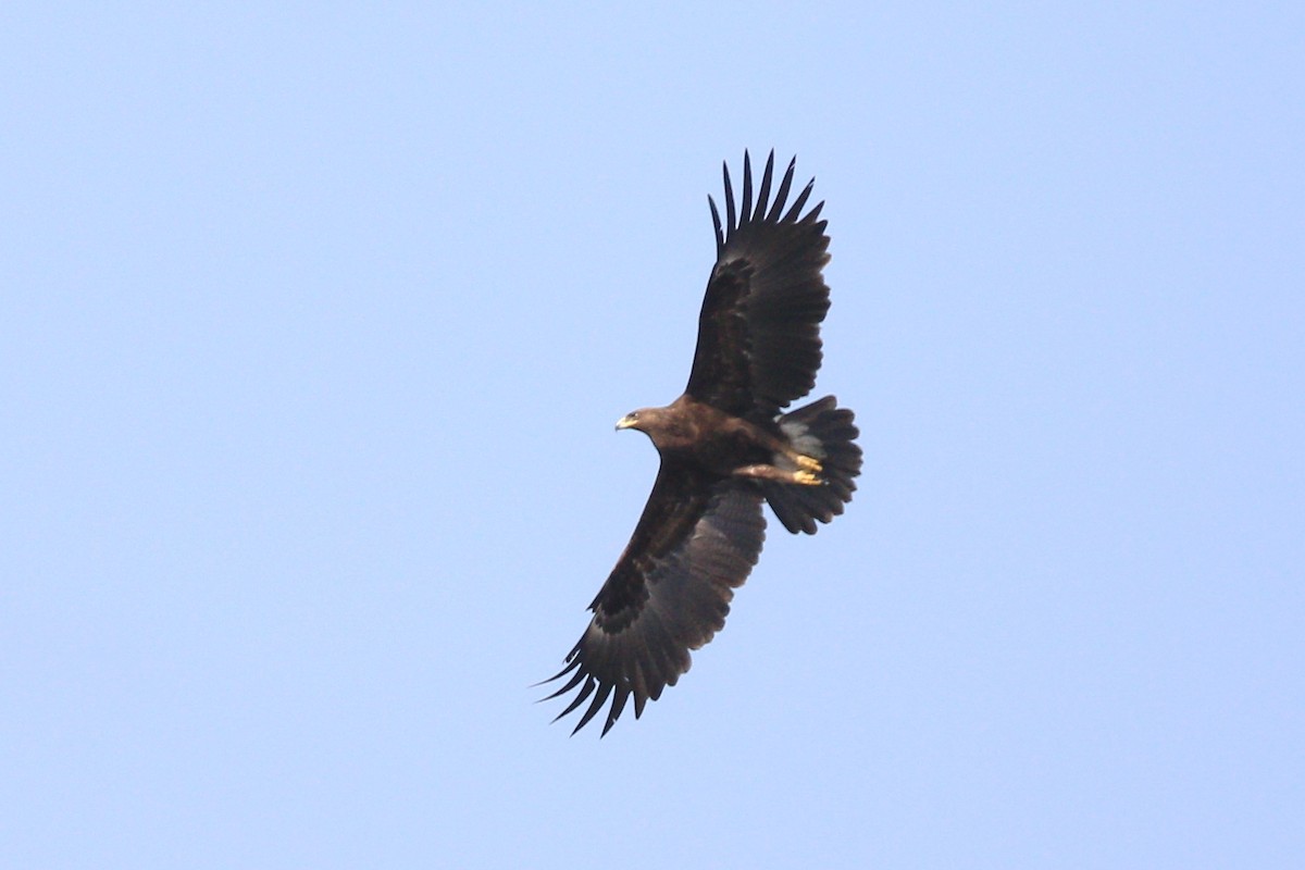 Águila Moteada - ML616153329