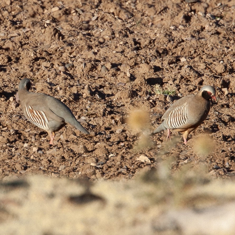 Perdiz Gorjinegra - ML616153337