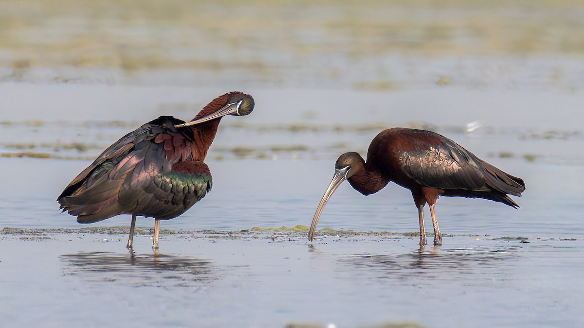 Glossy Ibis - ML616153374