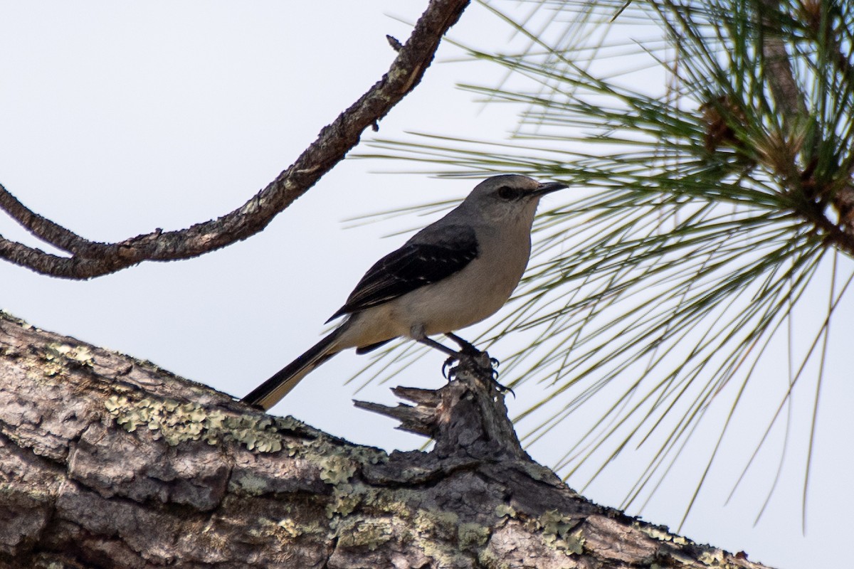 Tropical Mockingbird (Mayan) - Bill Tollefson