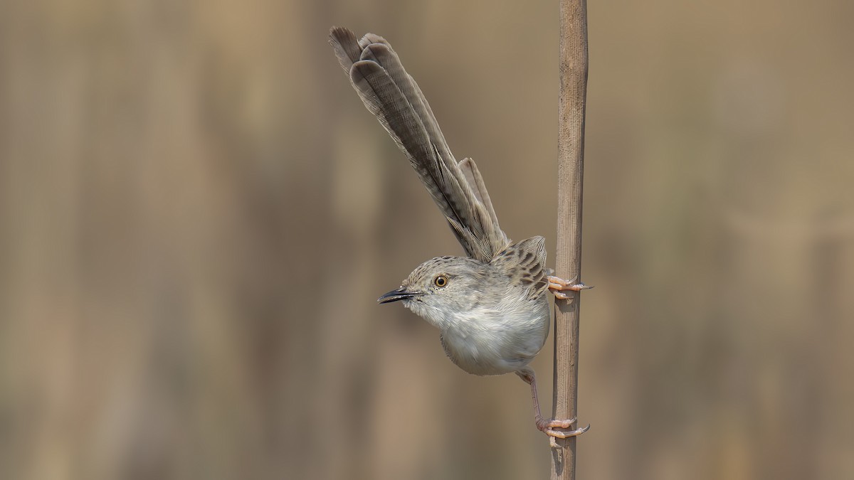 yndeprinia - ML616153441