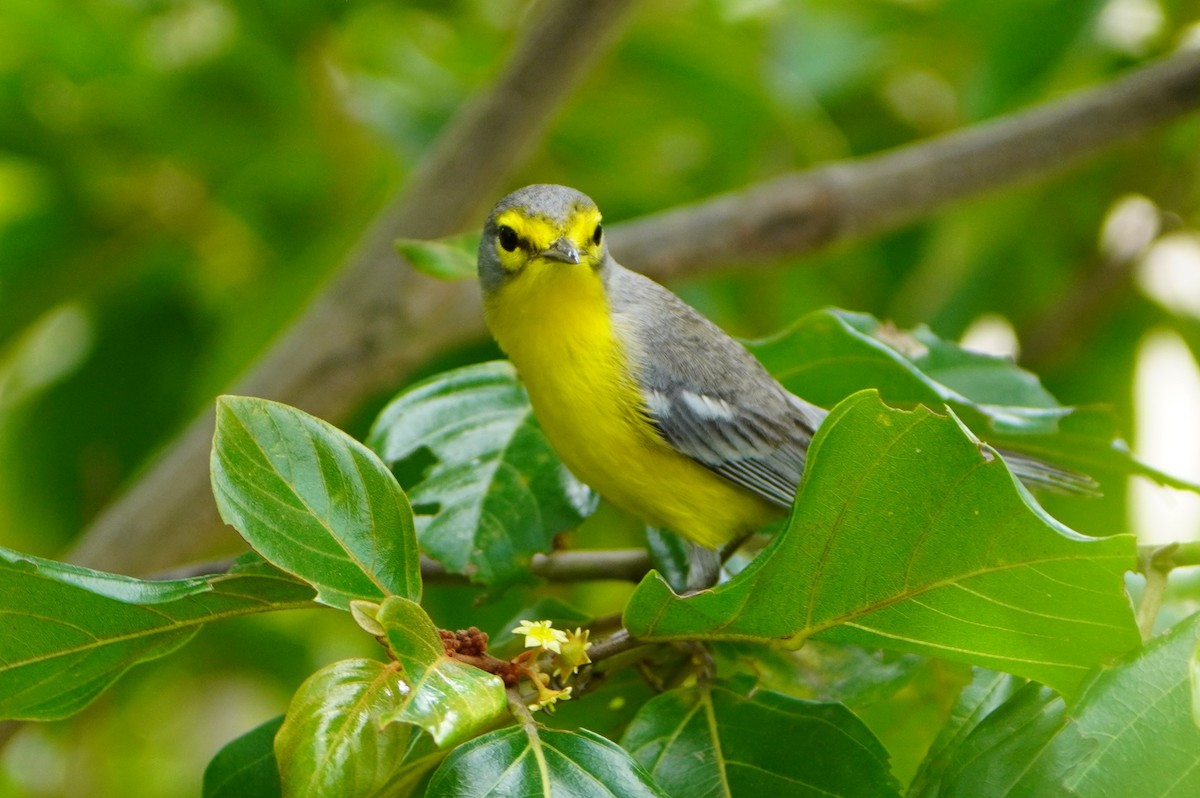 Barbuda Warbler - Jack Tordoff