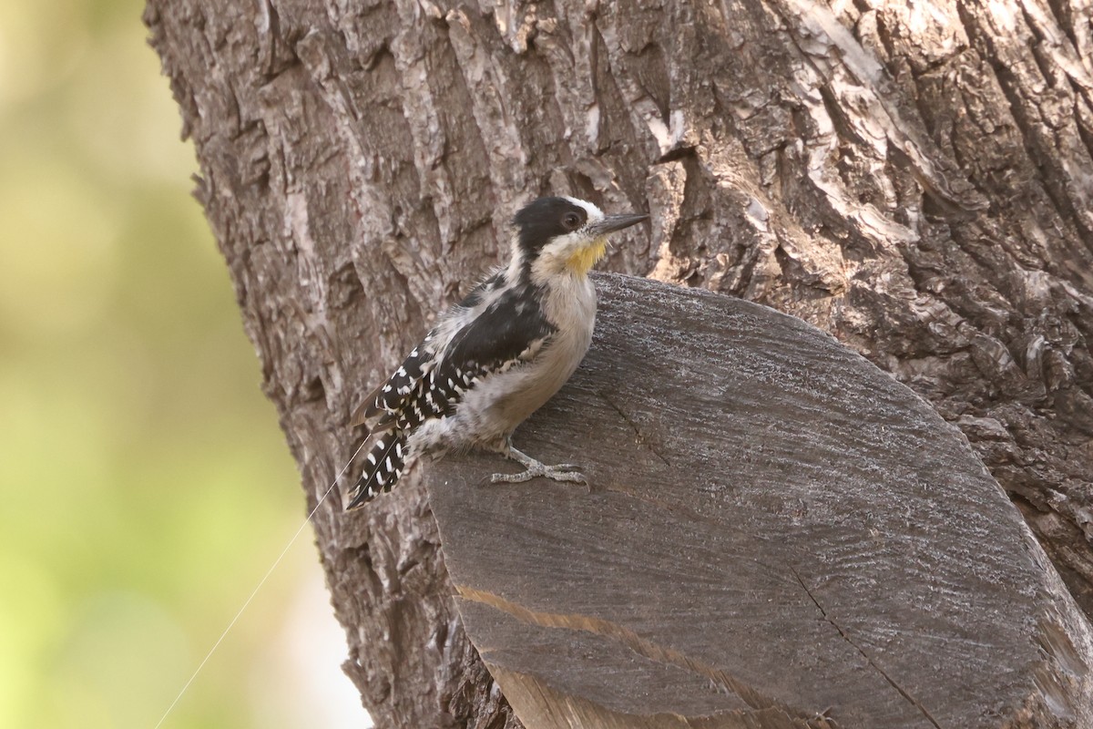 White-fronted Woodpecker - ML616153465