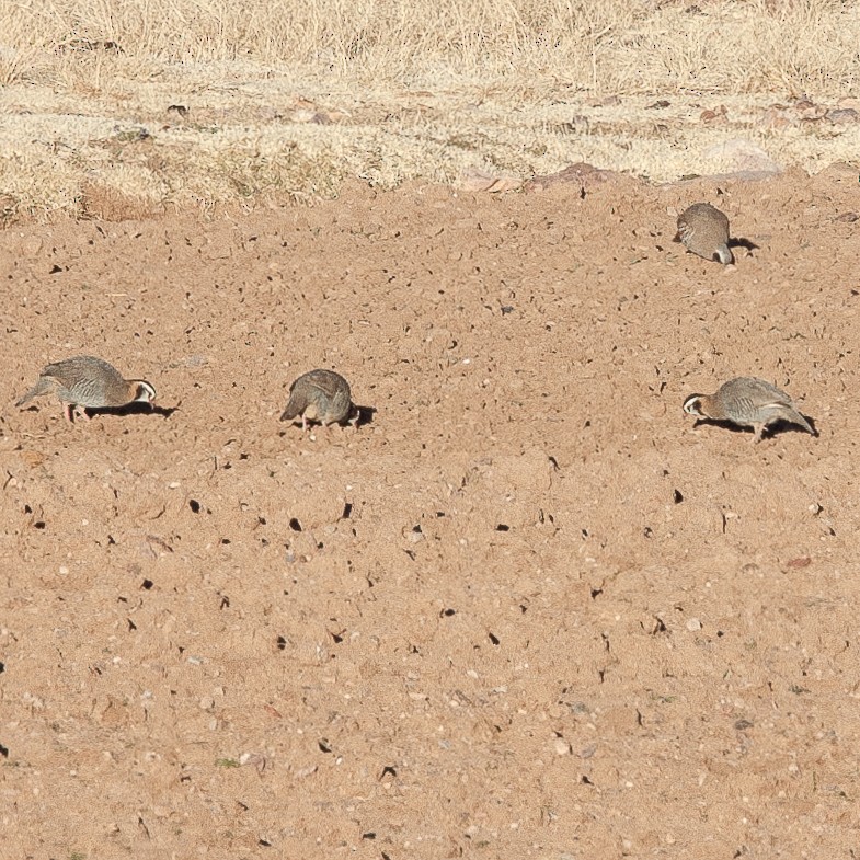 Arabian Partridge - ML616153473