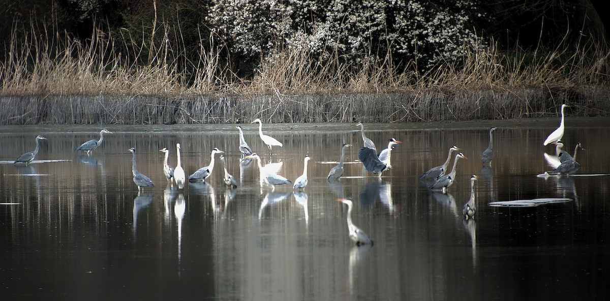 Gray Heron (Gray) - Tomáš Grim