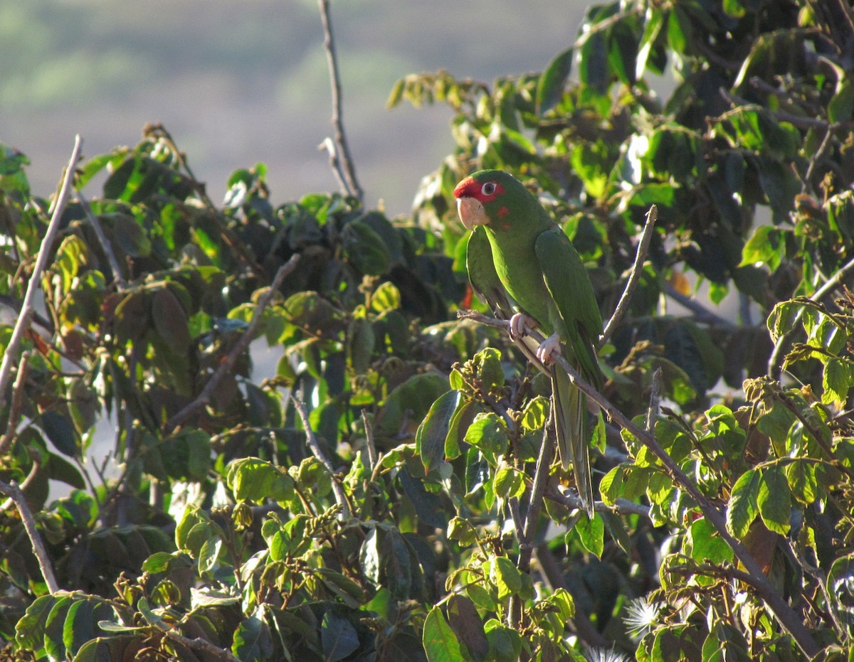 Cordilleran/Mitred Parakeet - ML616153524