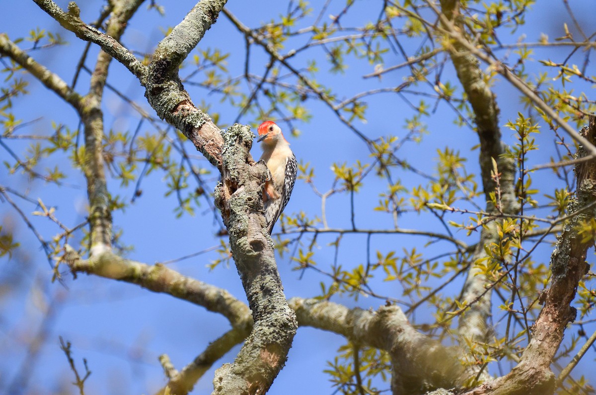 Red-bellied Woodpecker - Andrea Freeman