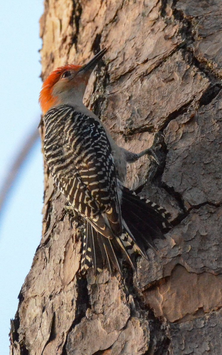 Red-bellied Woodpecker - Andrea Freeman