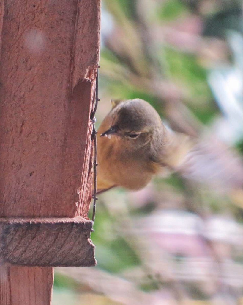 Orange-crowned Warbler - ML616153562