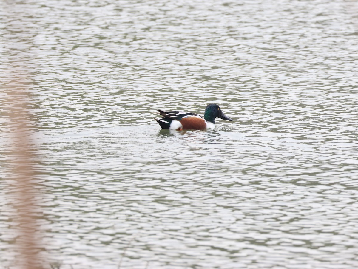 Northern Shoveler - Nitin Vaghela