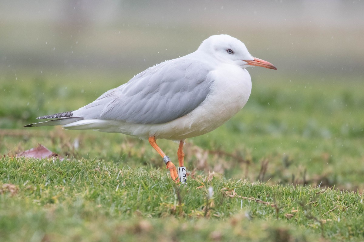 Slender-billed Gull - ML616153612