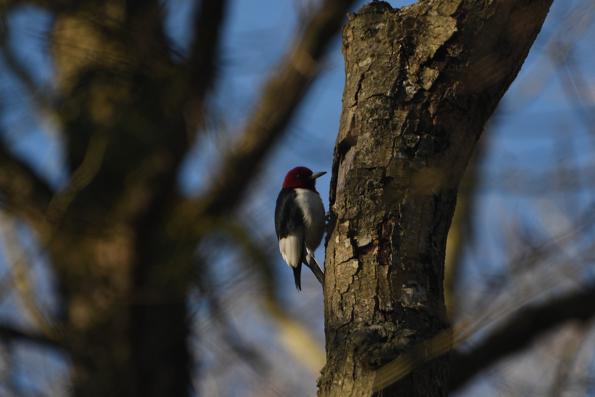 Pic à tête rouge - ML616153613