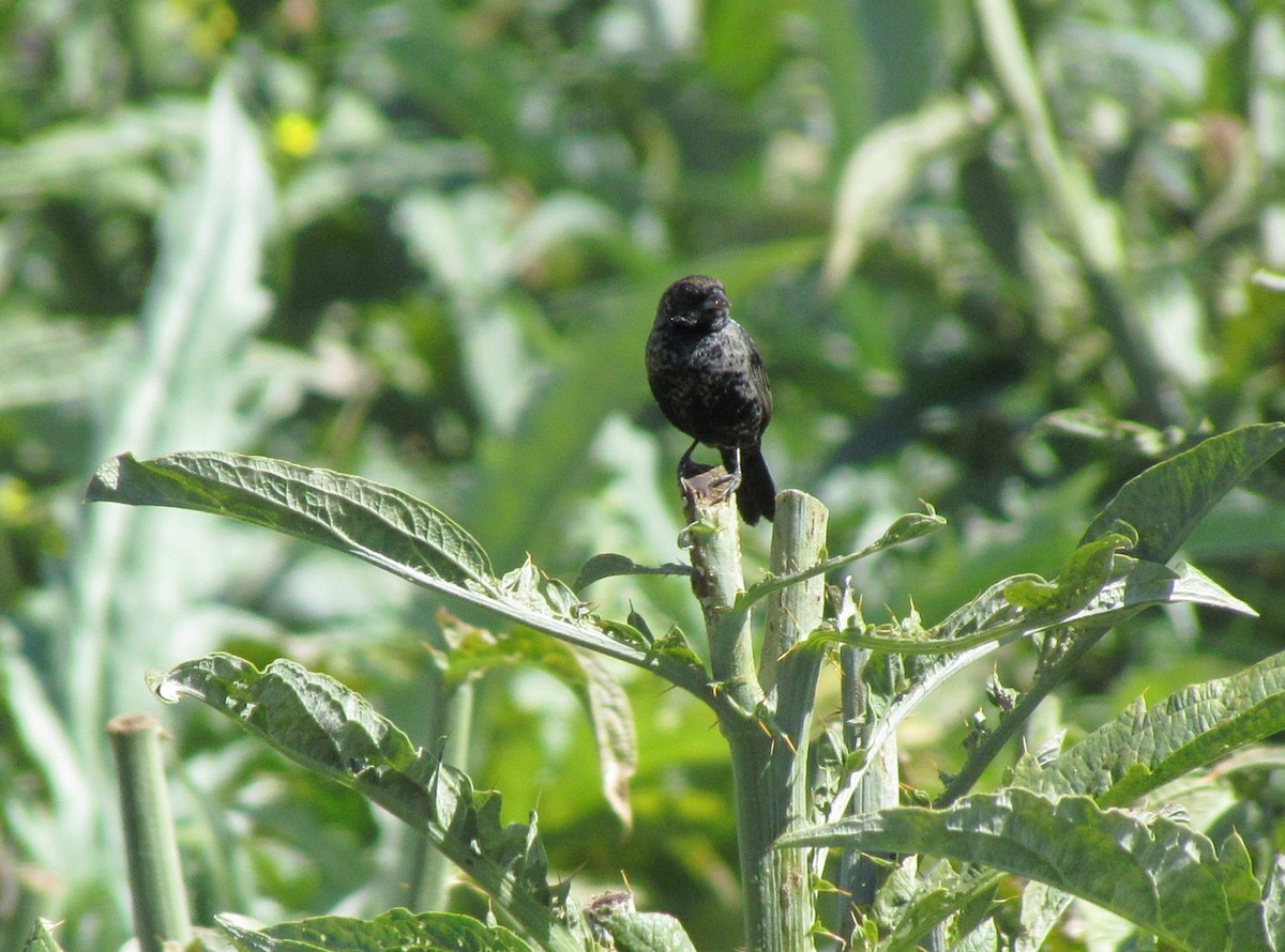 Blue-black Grassquit - Jens Thalund