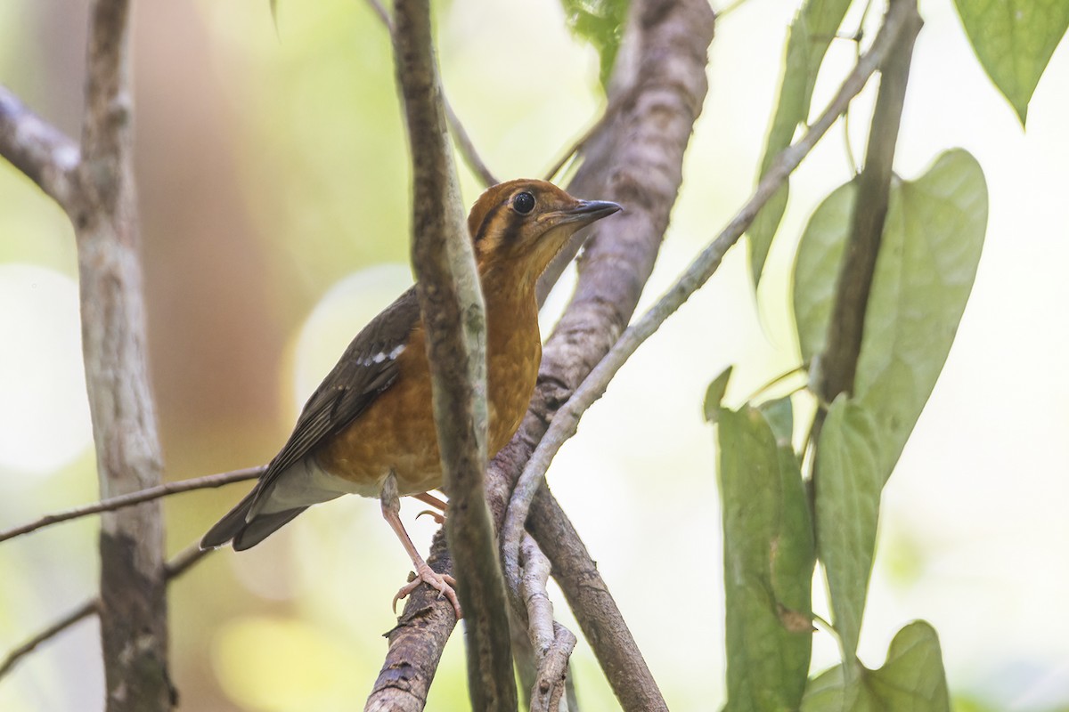 Orange-headed Thrush (Orange-headed) - Wich’yanan Limparungpatthanakij