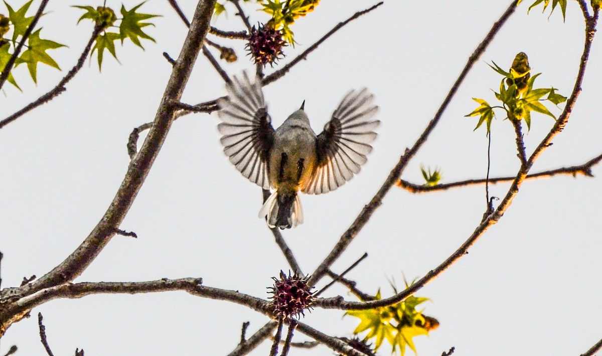 Blue-gray Gnatcatcher - Andrea Freeman