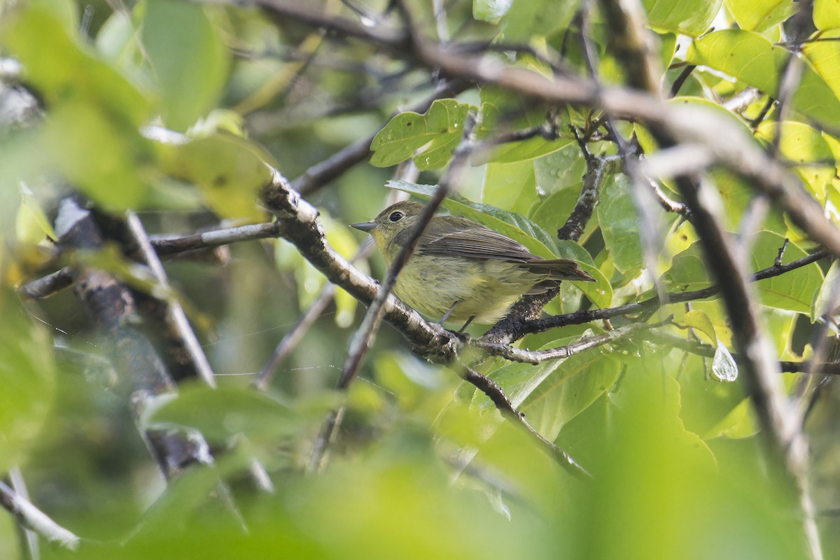 Green-backed Flycatcher - ML616153659