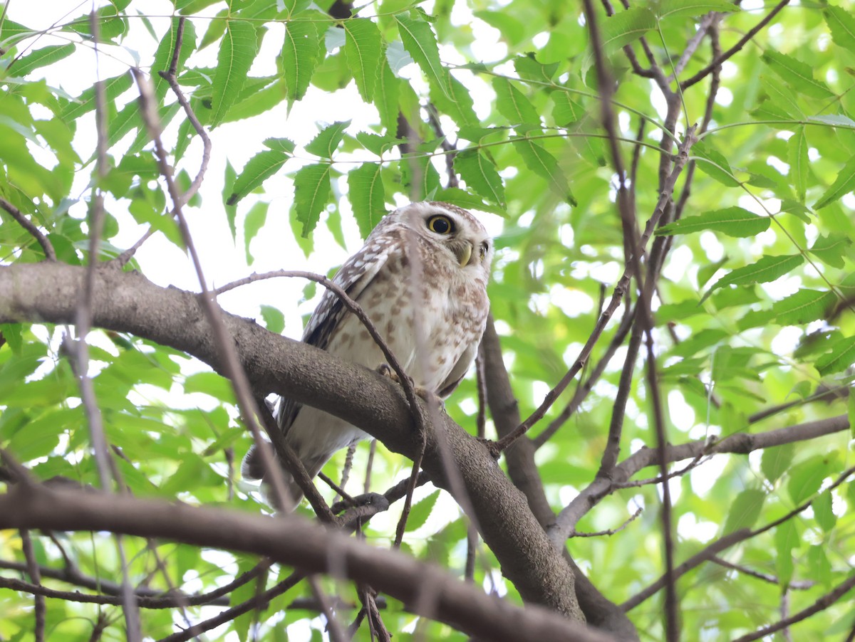 Spotted Owlet - ML616153666