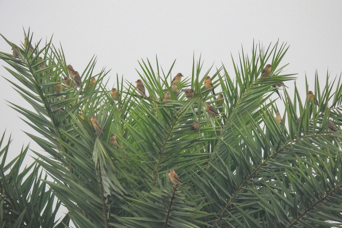 Baya Weaver - Prasenjit Bhattacharjee