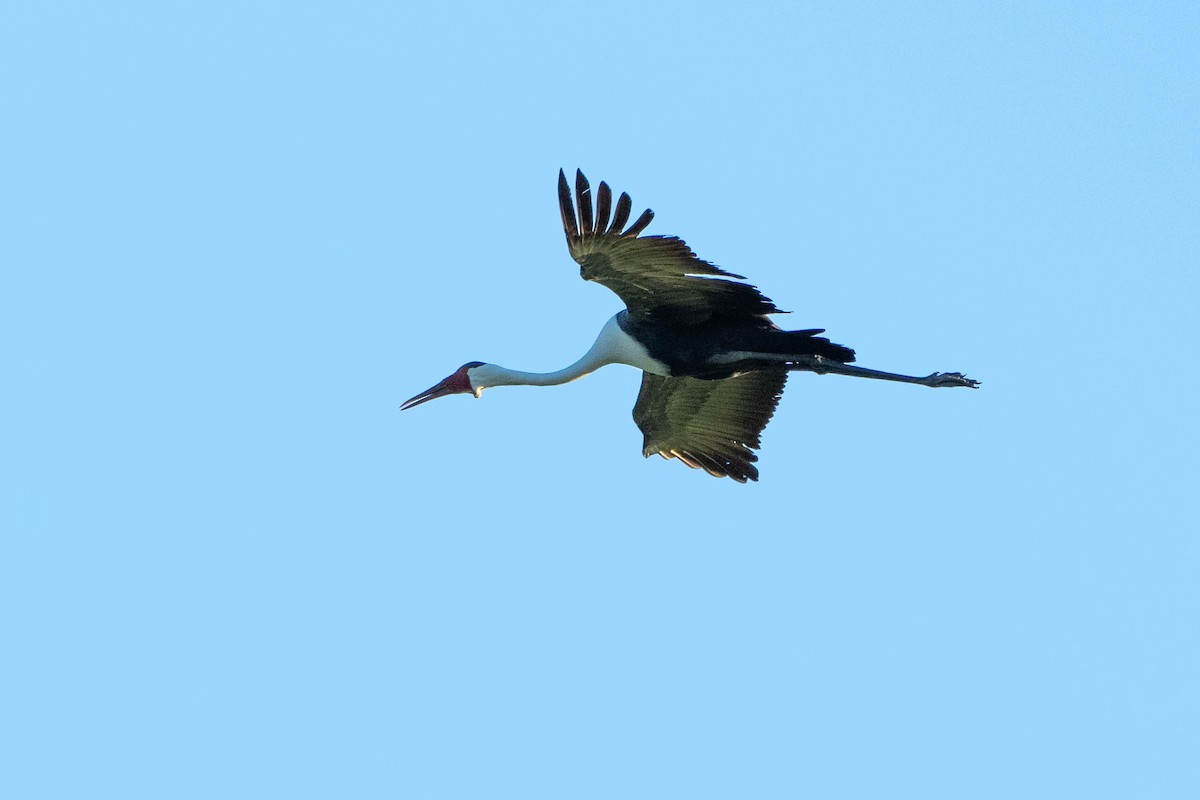 Wattled Crane - ML616153709