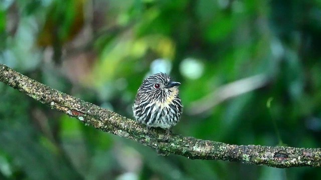 Black-streaked Puffbird - ML616153748