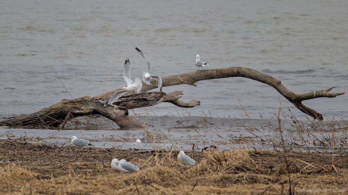 Ring-billed Gull - ML616153756