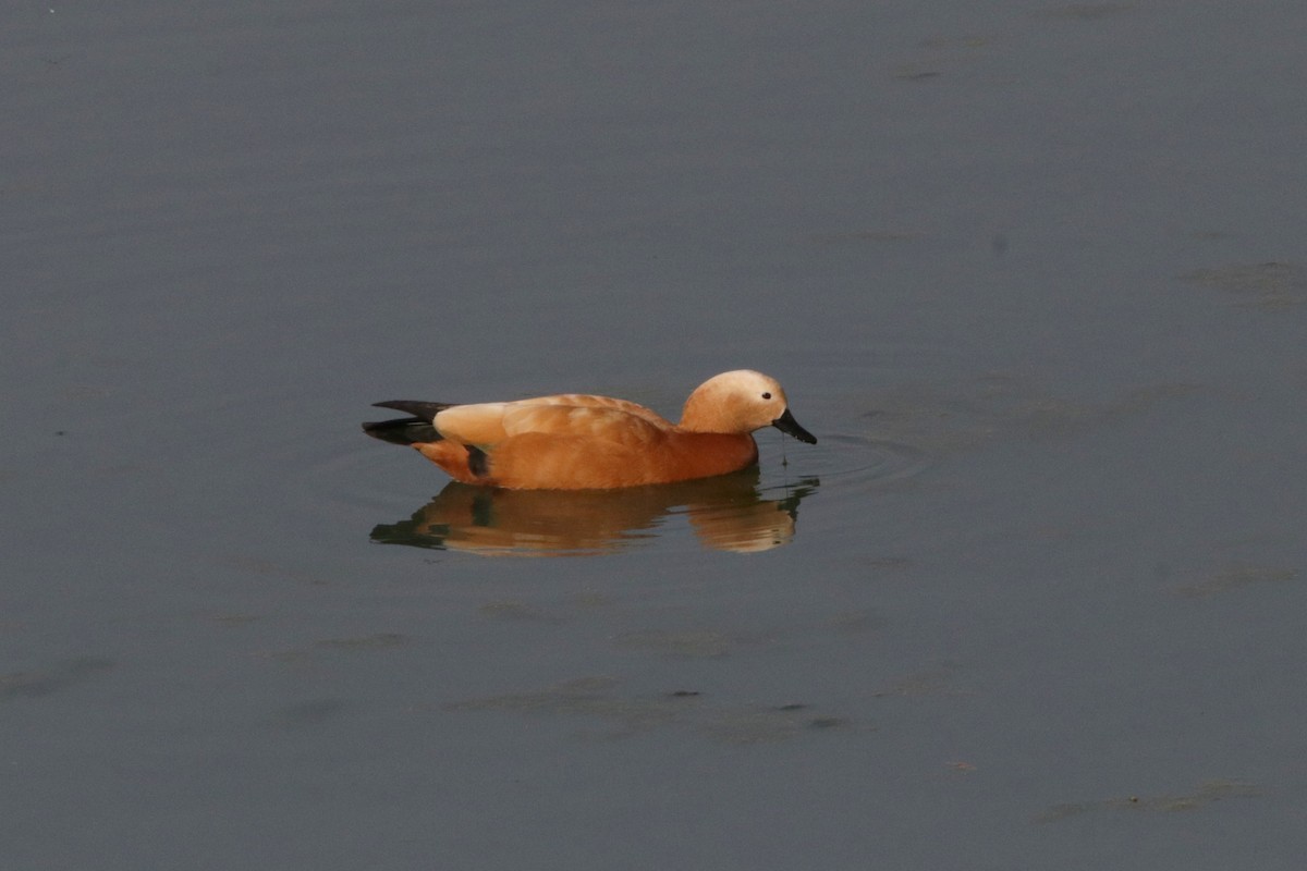 Ruddy Shelduck - ML616153778