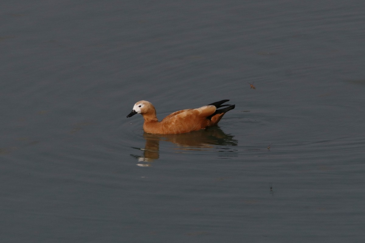 Ruddy Shelduck - ML616153779