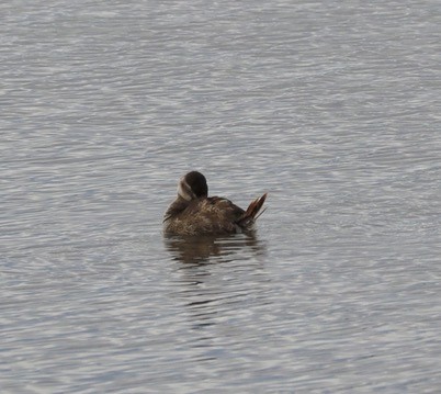 Ruddy Duck - ML616153800