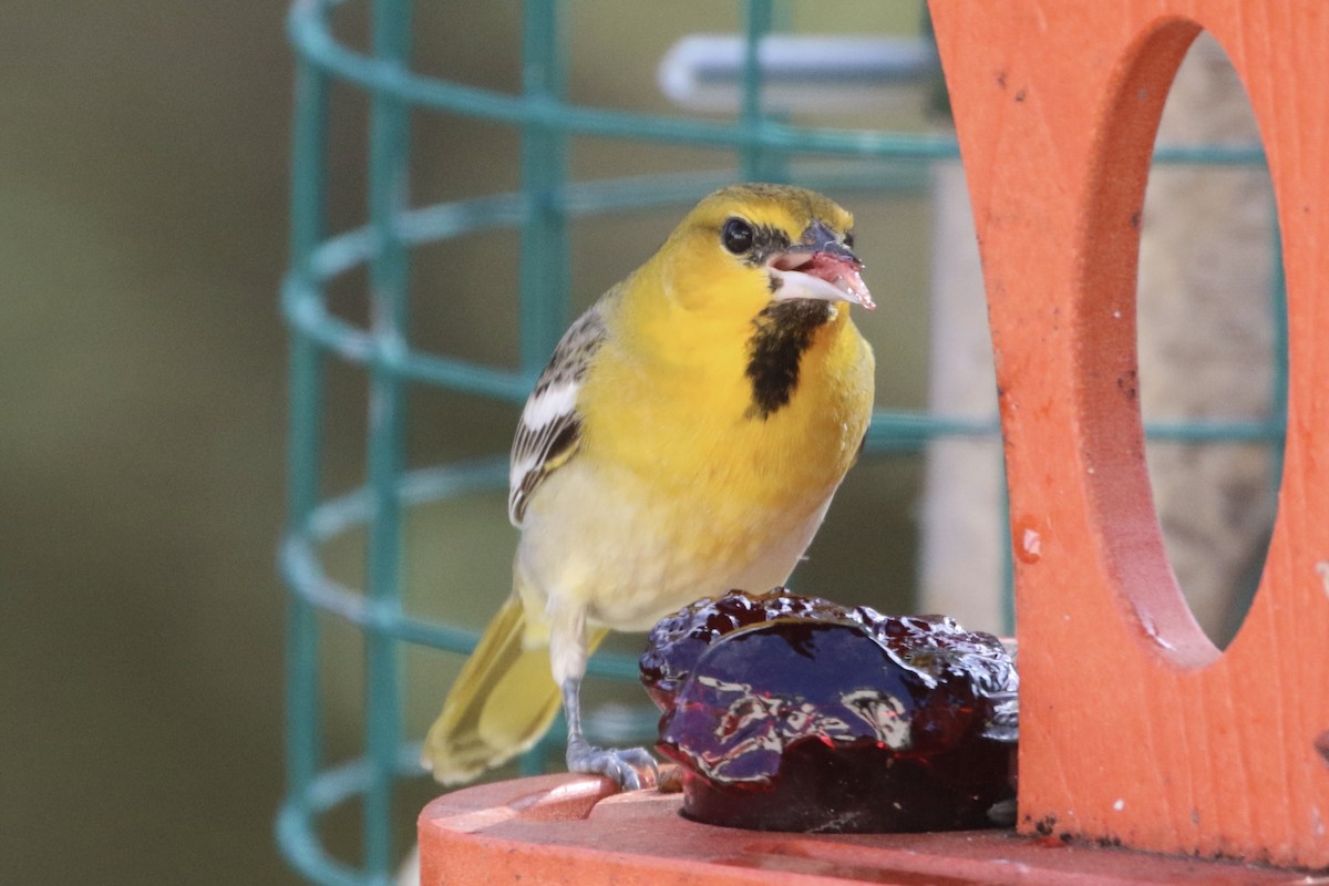 Bullock's Oriole - Karen & Tom Beatty