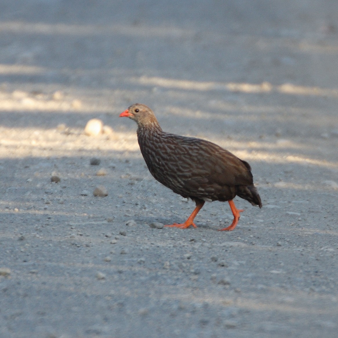 Scaly Spurfowl - ML616153877