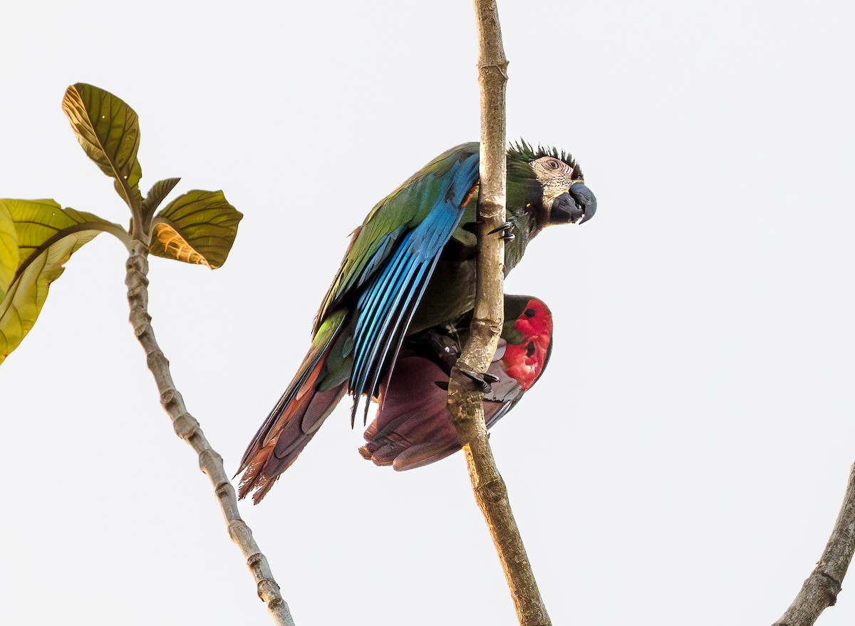 Chestnut-fronted Macaw - ML616153918