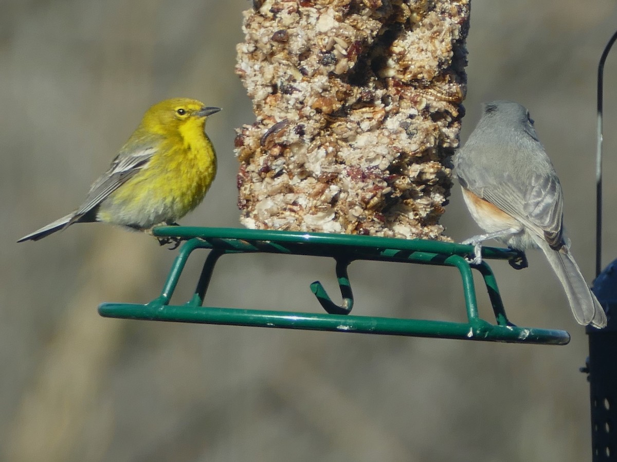 Pine Warbler - ML616153938