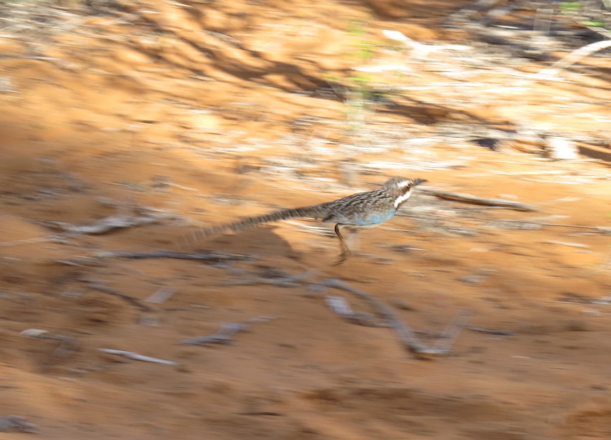 Long-tailed Ground-Roller - ML616153957