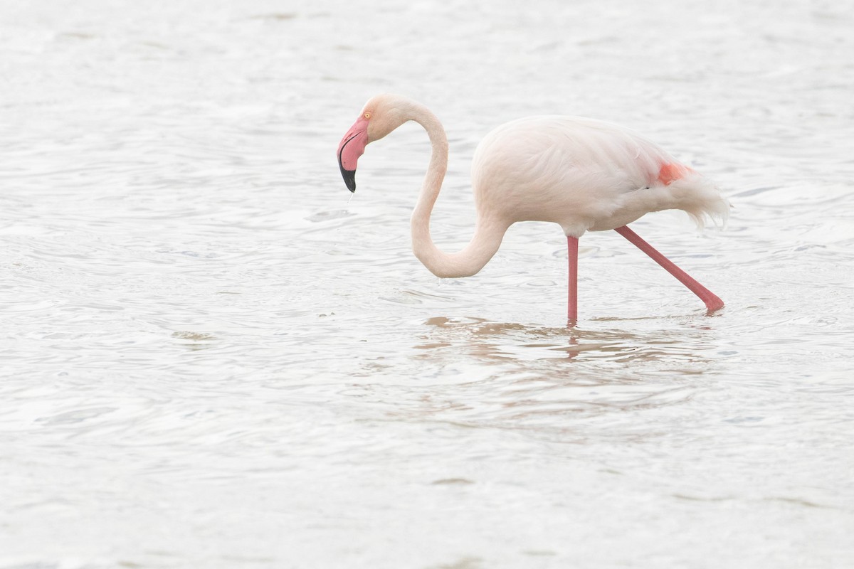 Greater Flamingo - Leo Damrow