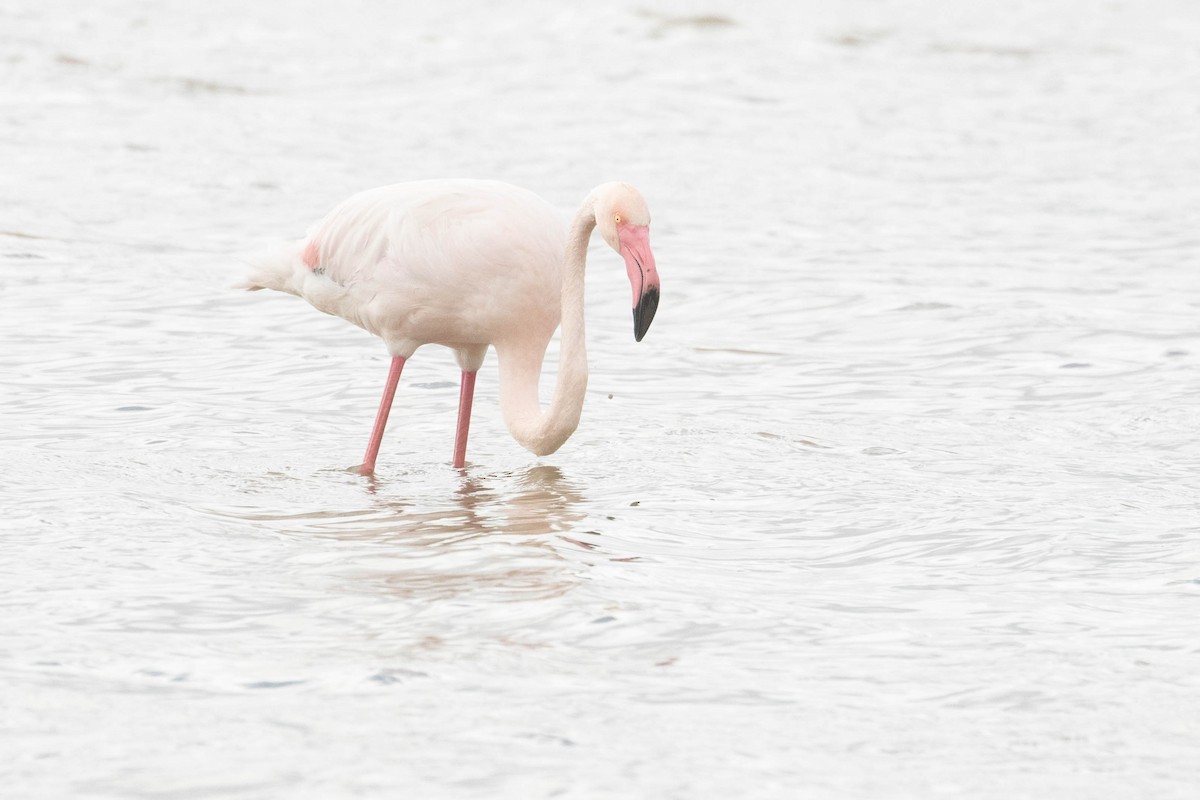Розовый фламинго - ML616153967