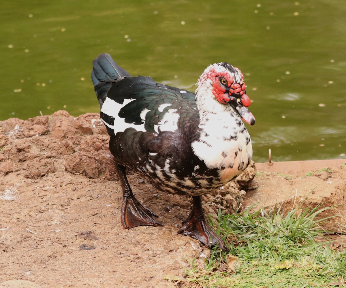 Muscovy Duck (Domestic type) - ML616154001