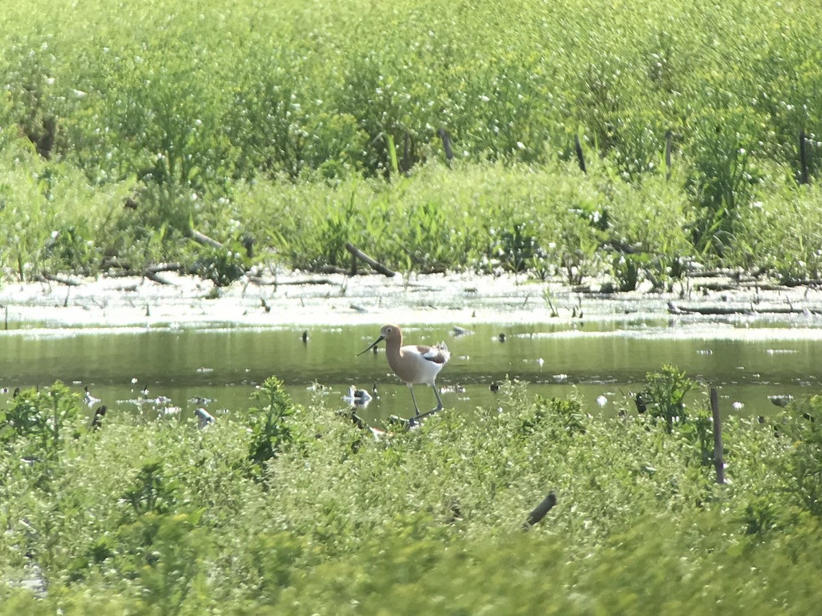 American Avocet - ML616154016