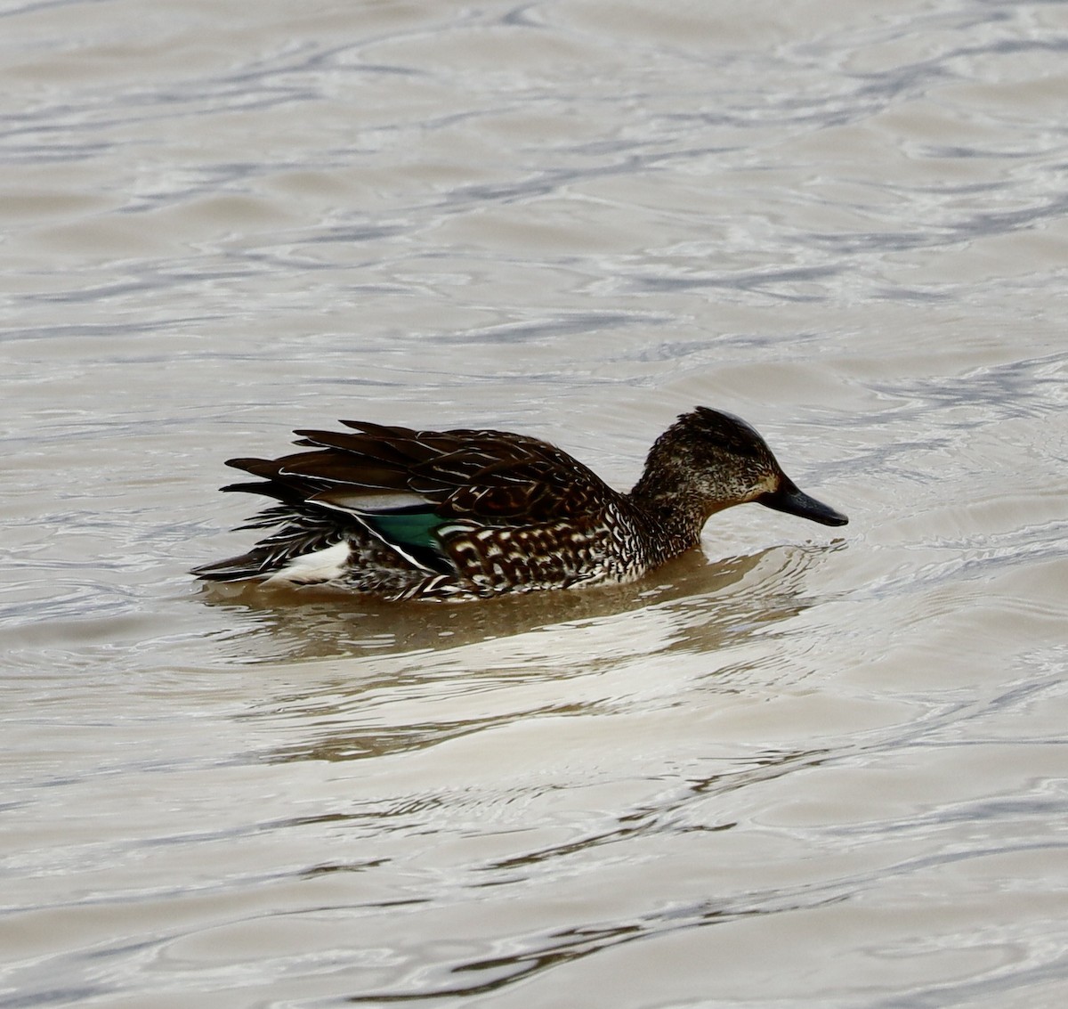 Green-winged Teal - ML616154018
