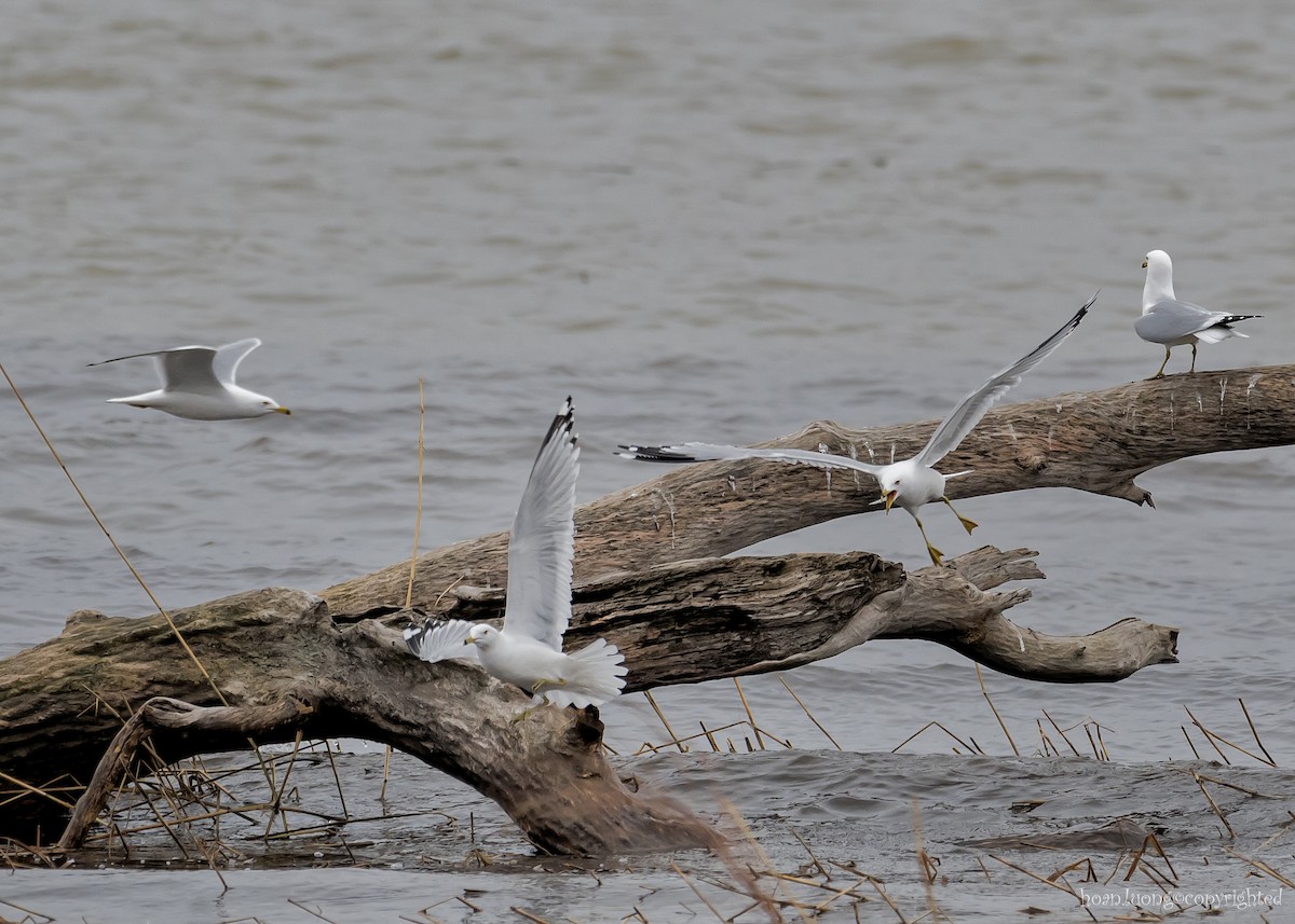 Ring-billed Gull - ML616154047