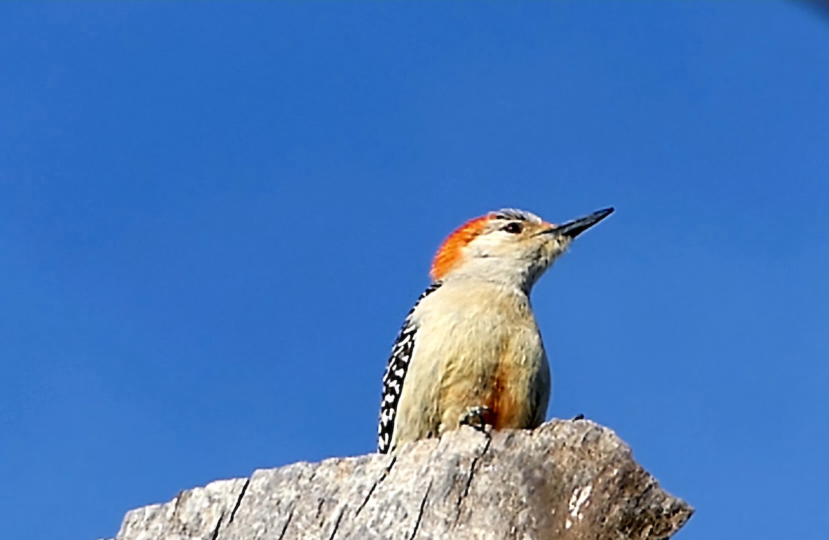 Red-bellied Woodpecker - ML616154069