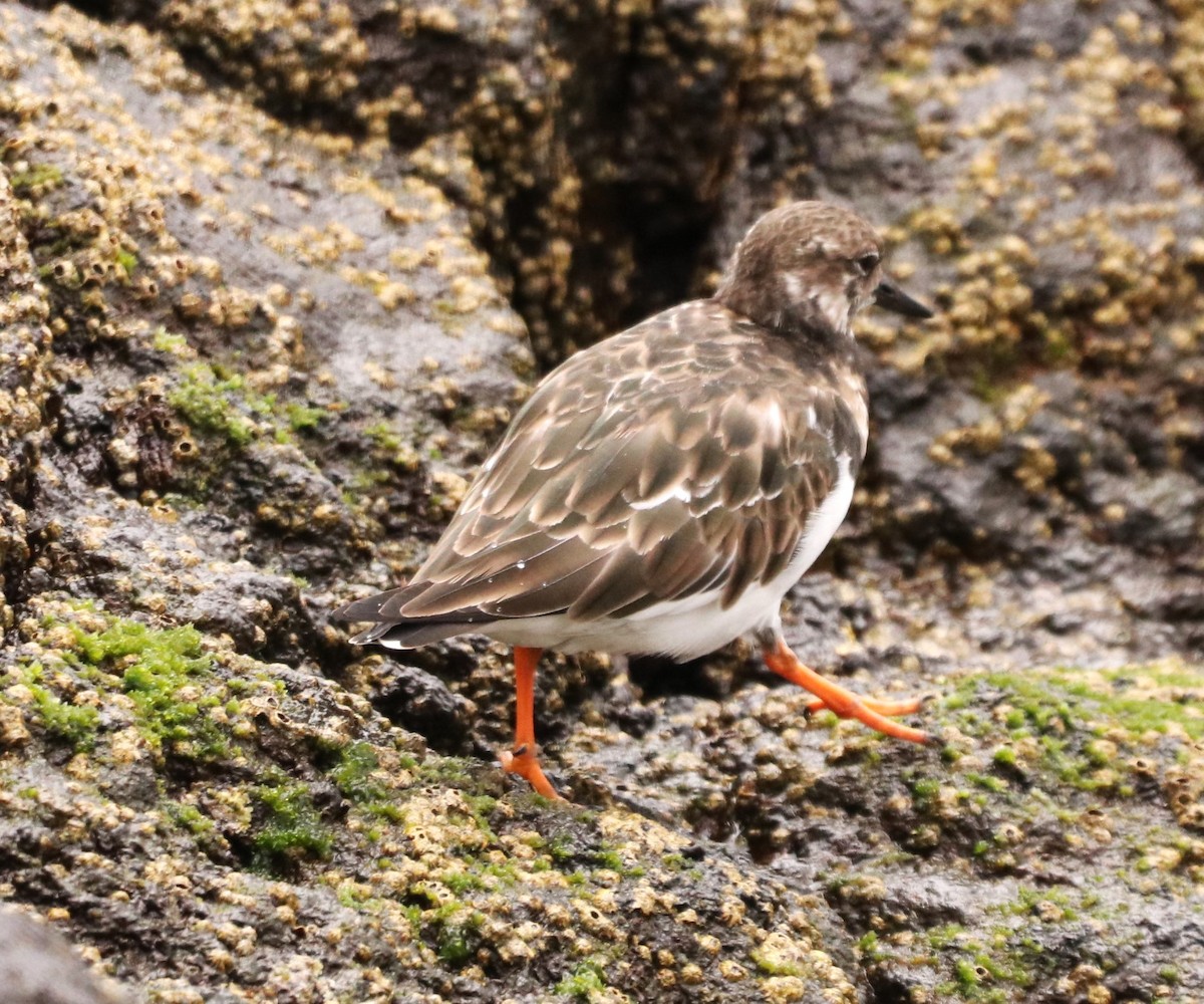 Ruddy Turnstone - ML616154072